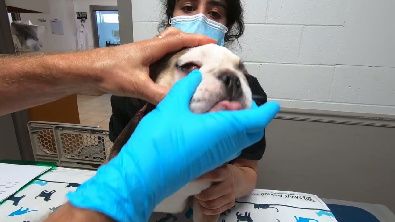 Bulldog Cherry Eye Massaging Demo (How To) by Dr. Kraemer Vet4Bulldog Bully Specialist