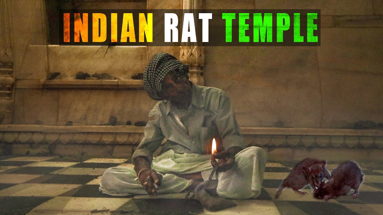 Je suis entr&eacute; dans le temple des rats en Inde | Court m&eacute;trage documentaire