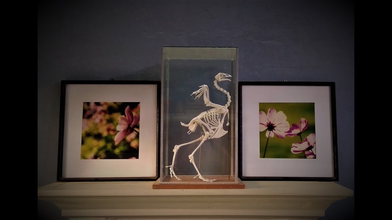 Chicken skeleton articulation - The Finale