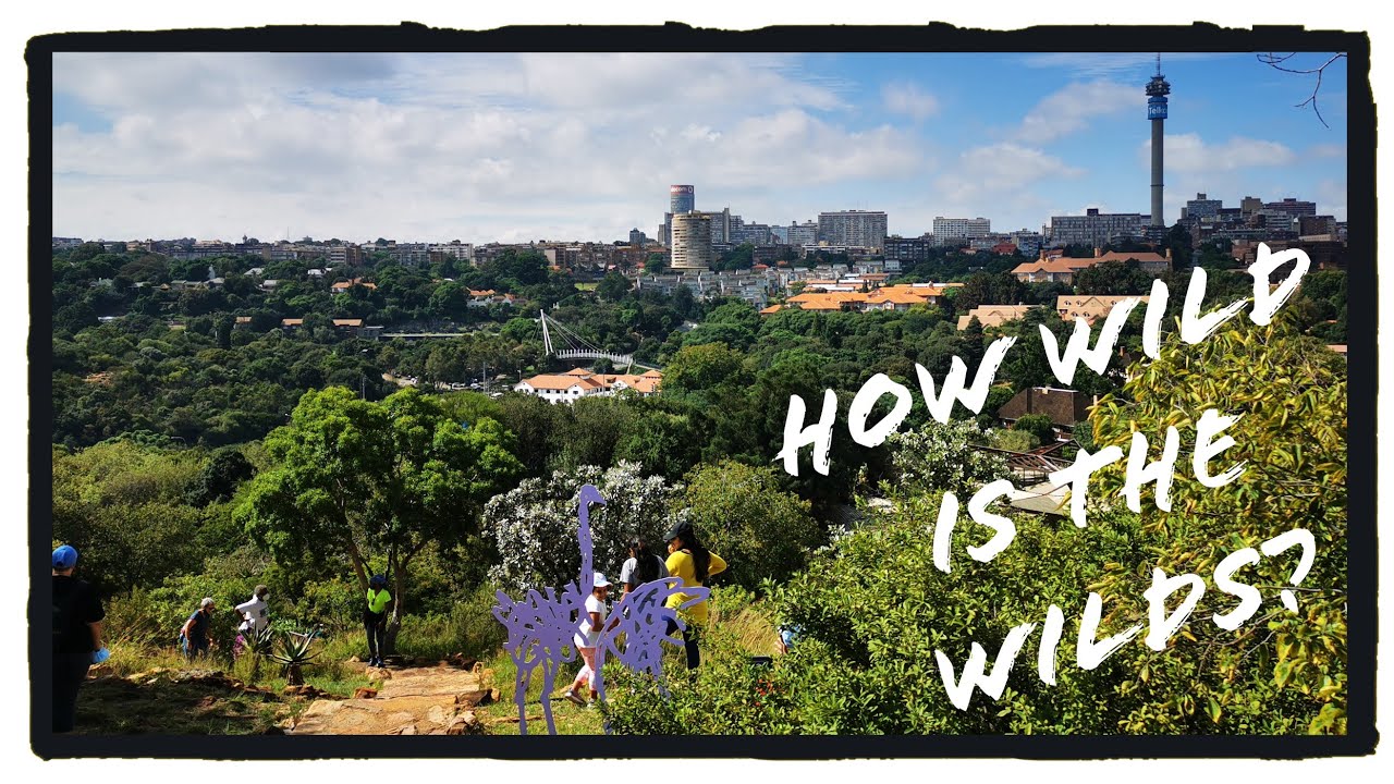 Walking in the Wilds nature reserve in Johannesburg. How wild is The Wilds?