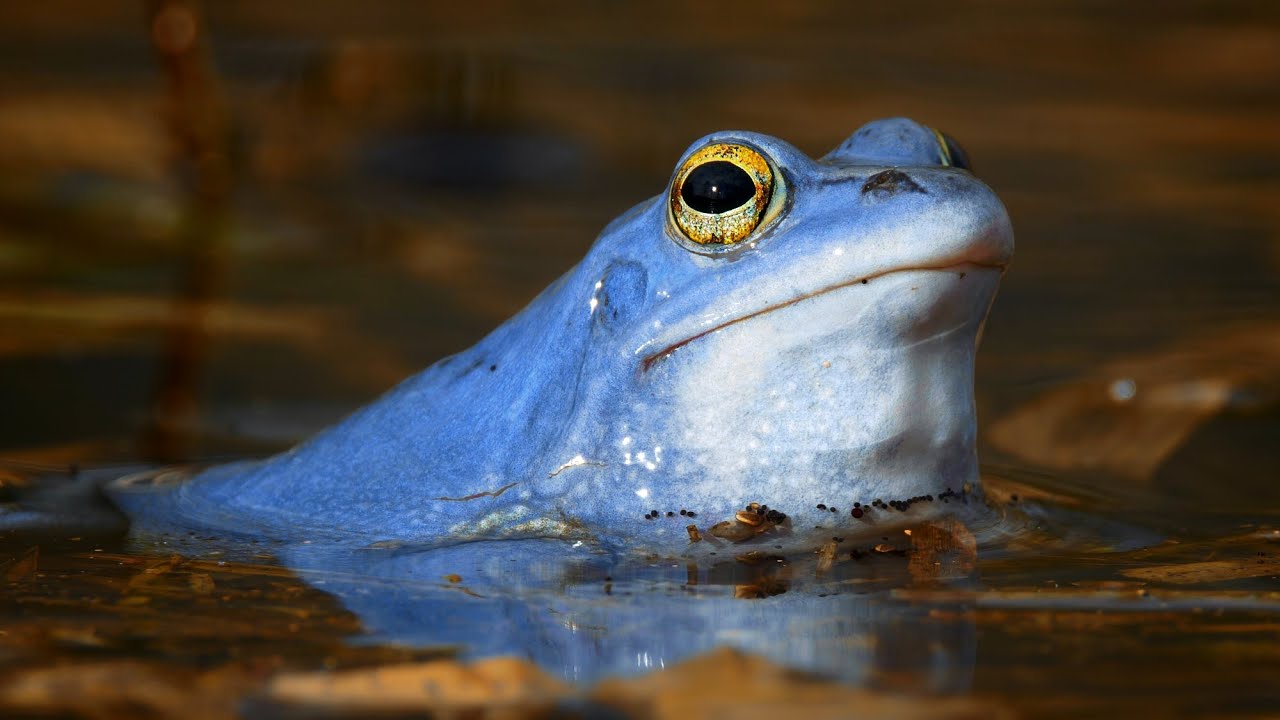 Nature sounds – Moor frog (Rana arvalis)