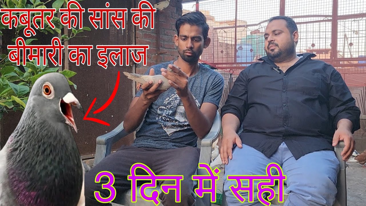 कबूतर की सांस की बीमारी का इलाज। कबूतर के मुंह से खड़ खड़ की आवाज आना।