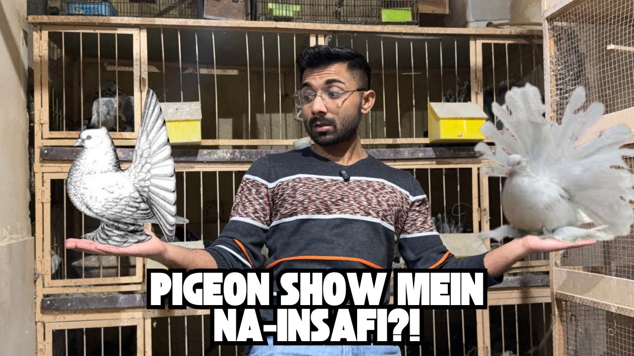 Kiya Judge Pigeon Show mae Apni pasand sae judging krta hai ya Standard k Motabik ?