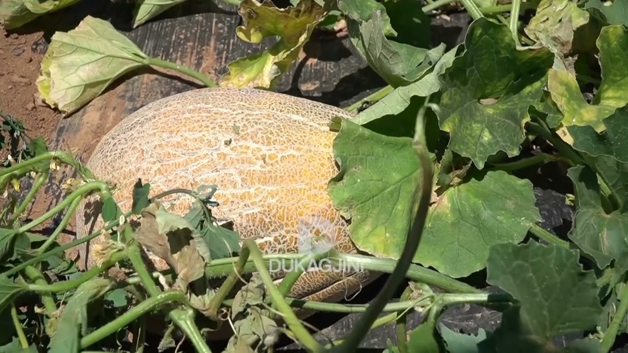 KORRJA E GRURIT NË FSHATIN SOPI, NGA I RIU FATON BEQIRAJ