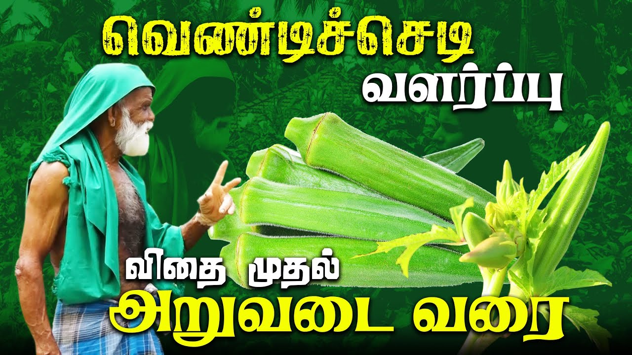 யாழ்பாணத்து வெண்டி பயிர் செய்கை!!! | EAR NILAM