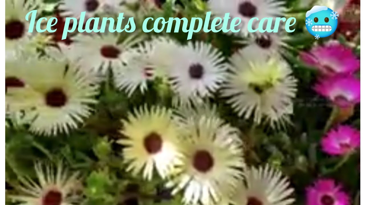 Best flowering perennial -delosperma plant/ice plant propagation/ complete care#gardening #like 