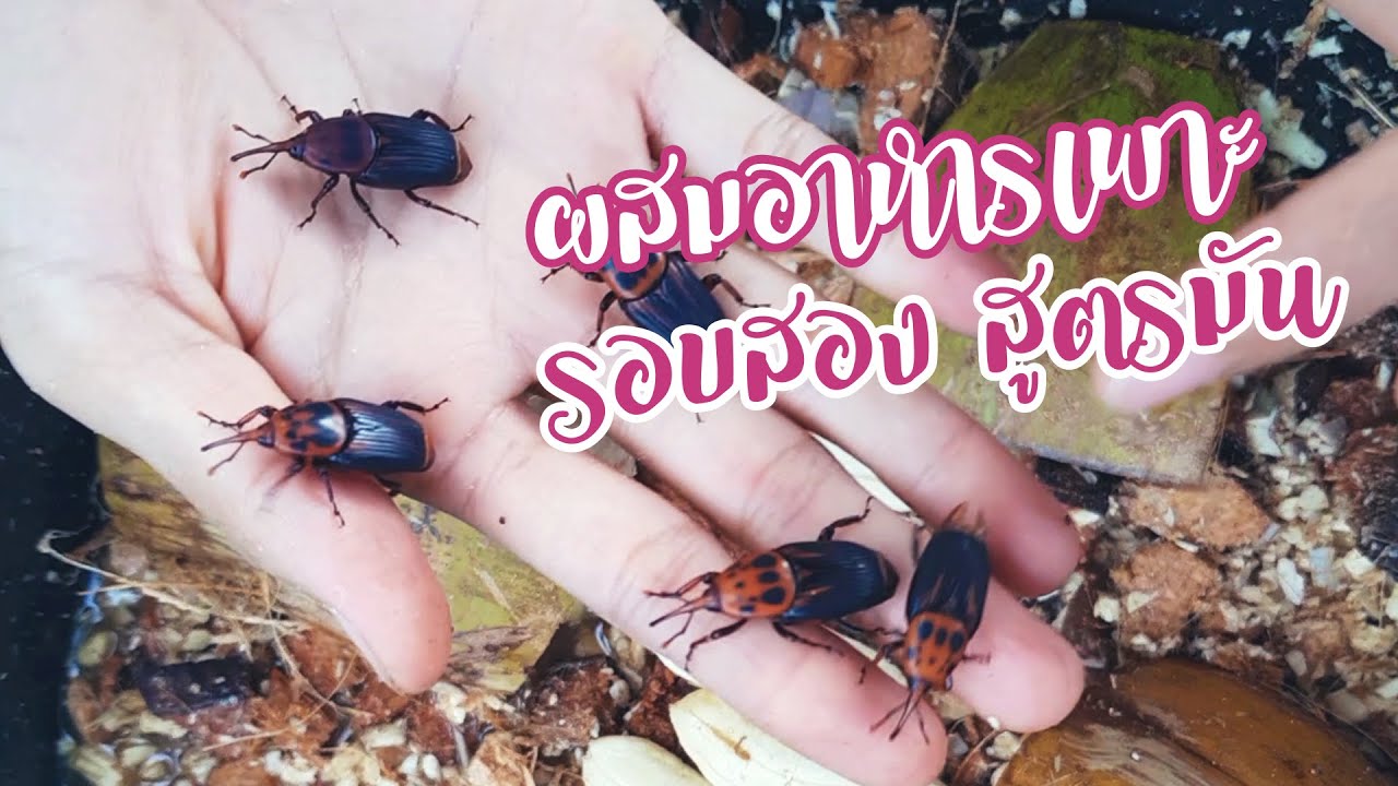ลงพ่อเเม่พันธุ์ด้วงสาคูรอบสอง ผสมอาหารเพาะสูตรมันสำปะหลัง