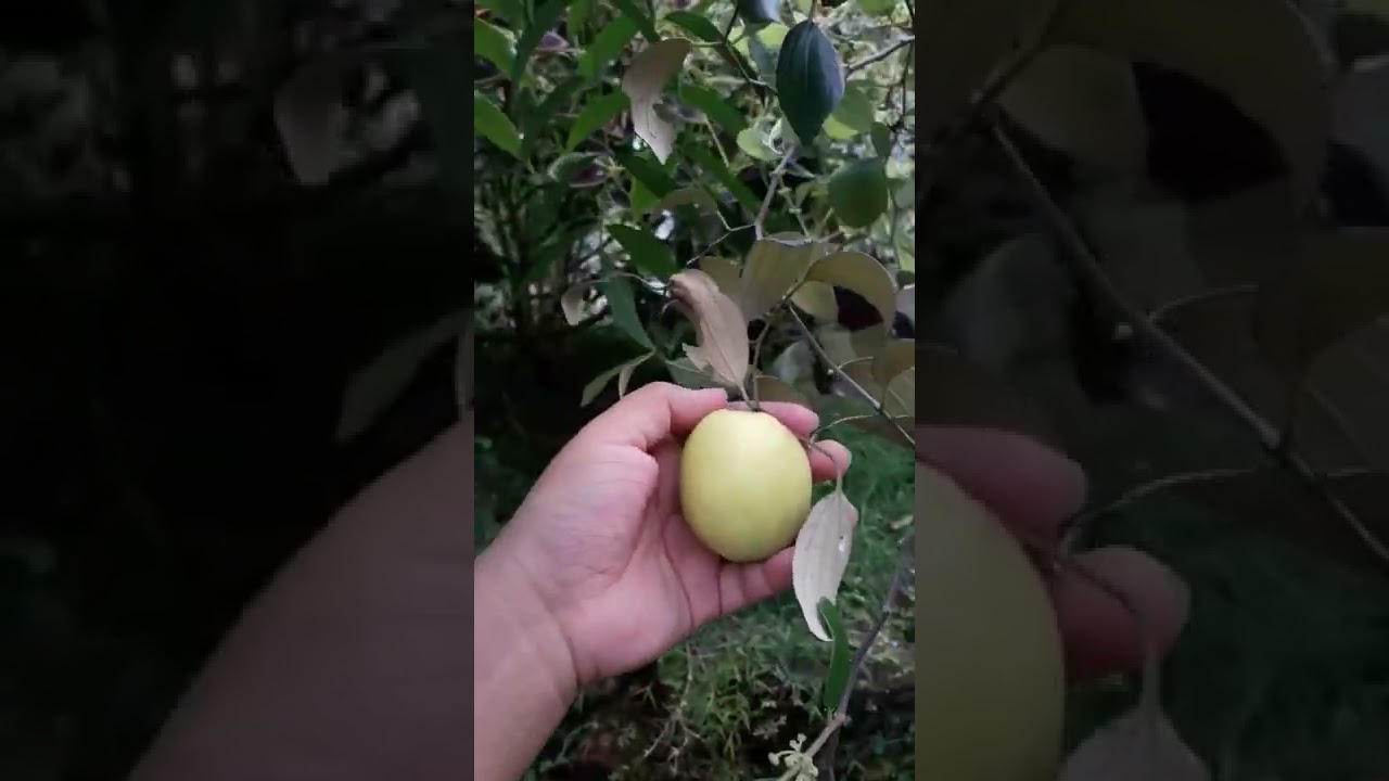 Indian jujube mear ber fruit 😛
