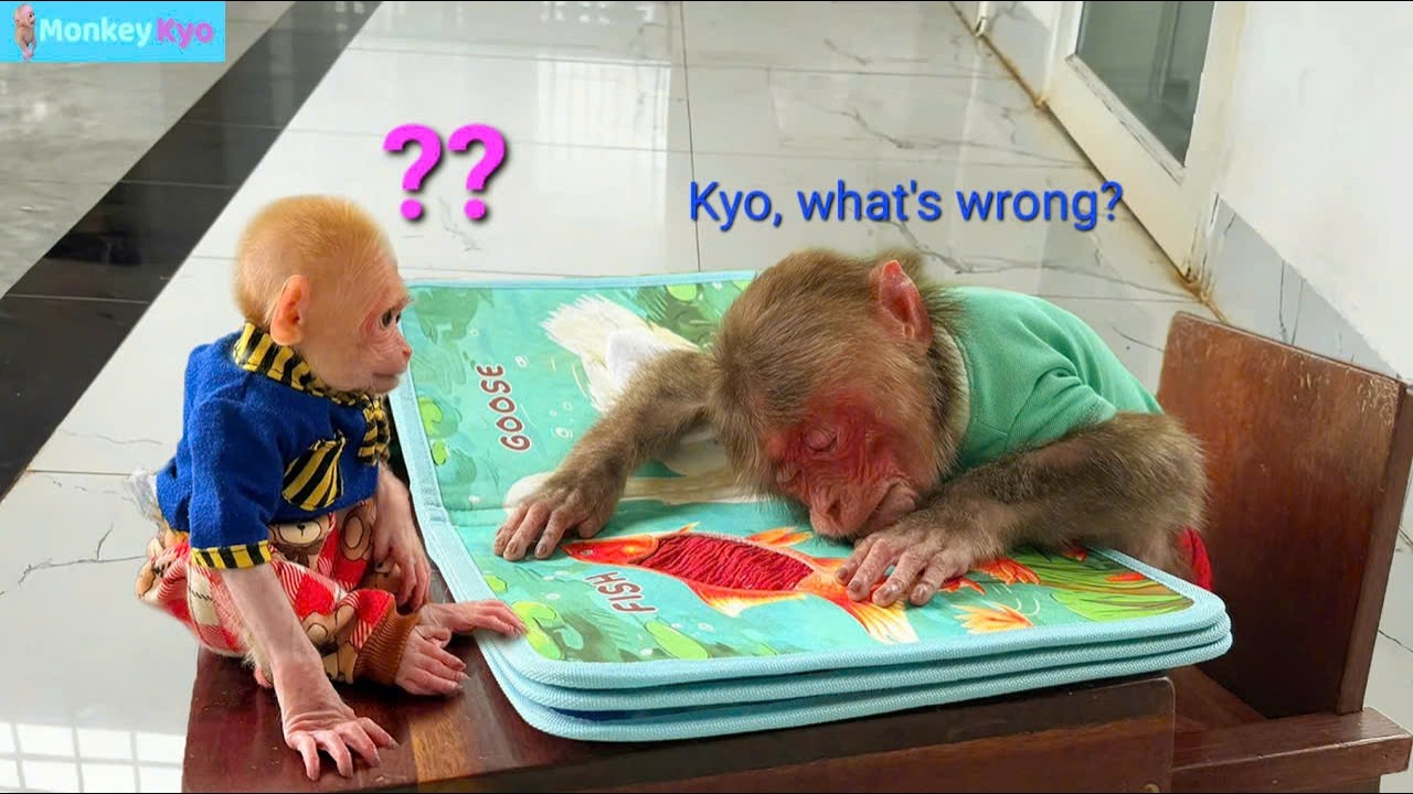 Monkey Kyo Fell Asleep While Studying… BuNa’s Reaction Was Hilarious! 😂