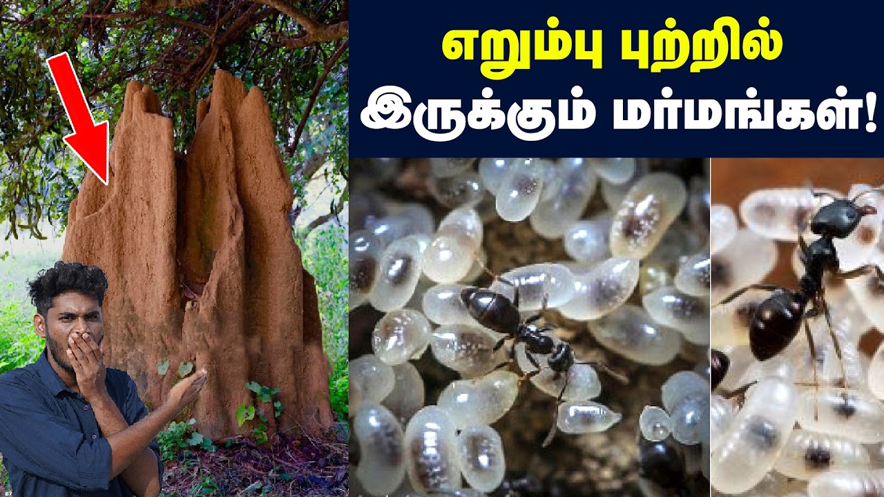 1.5Km வரை செல்லும் எறும்பு புத்துக்குக் கீழ இவ்ளோ விஷயங்கள் இருக்கா?  Inside the world of ant!
