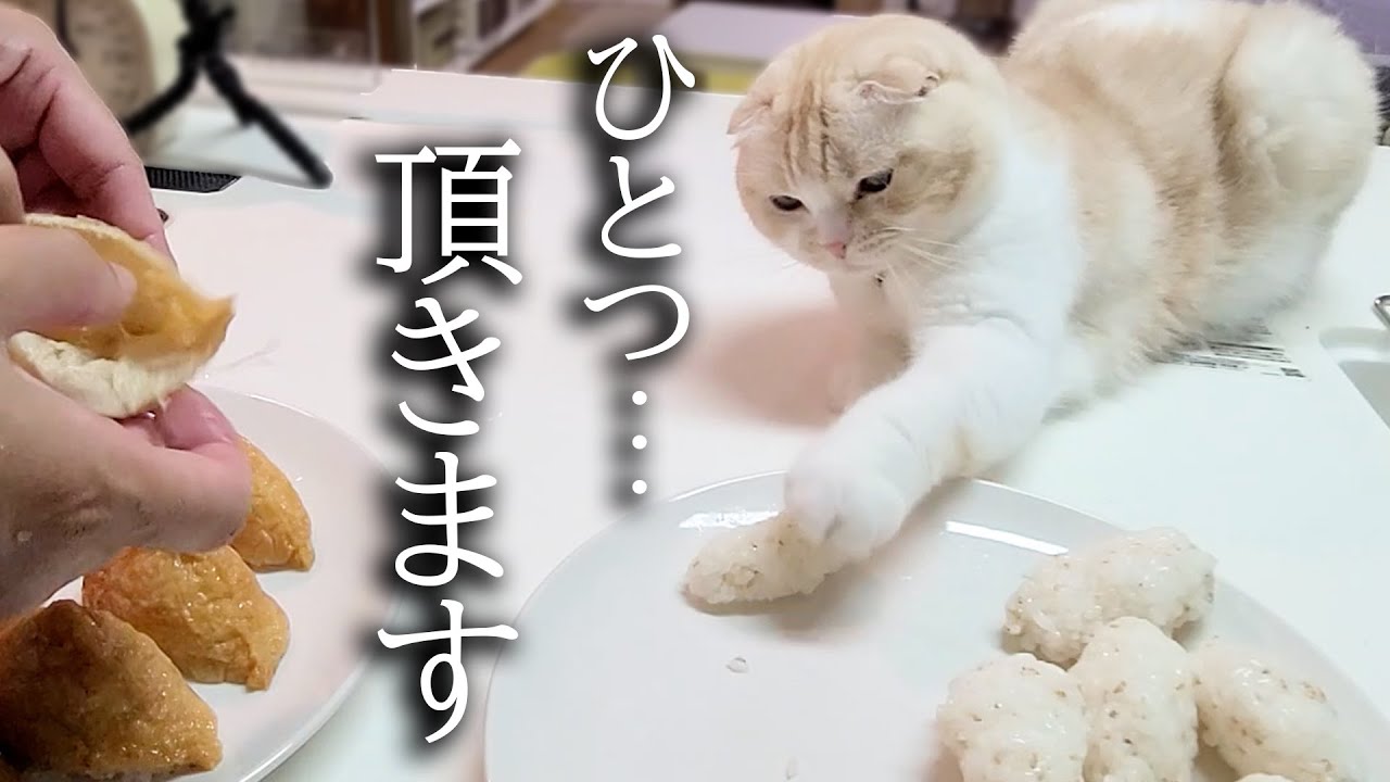 初めて猫といなり寿司を作ってたら盗み食いしょうとこうなった