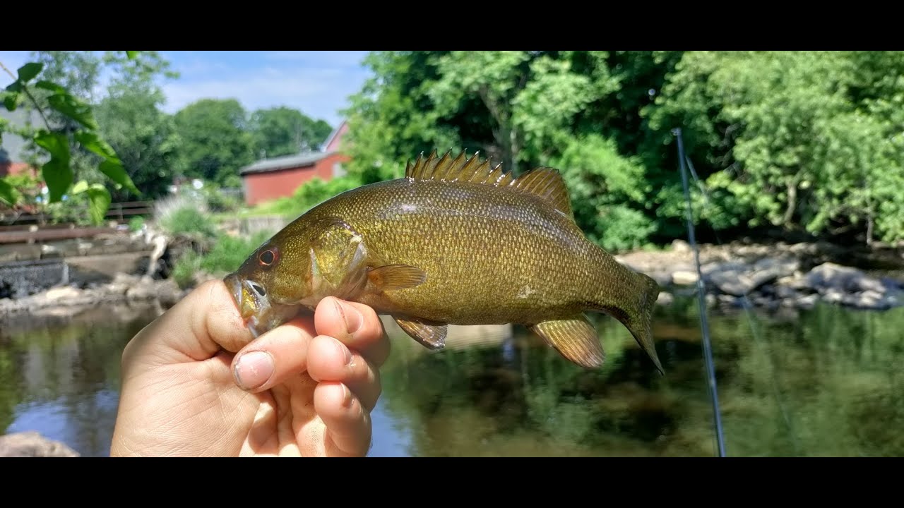 Multi-Species River Slam! Bass, Sunfish & More &ndash; Concord River Fishing (Lowell MA)