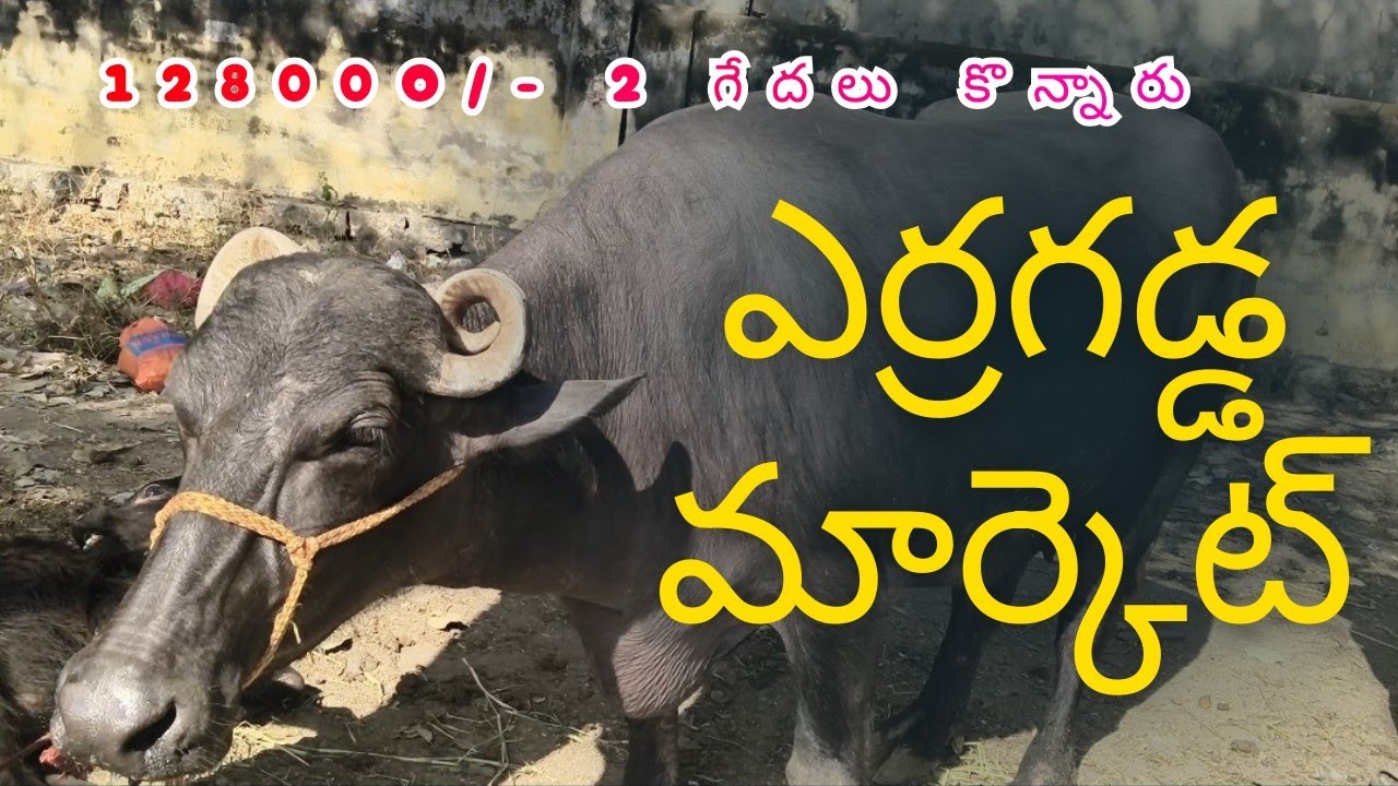 Buffalo Market Erragadda | ఎర్రగడ్డ గేదల మార్కెట్ | Hyderabad
