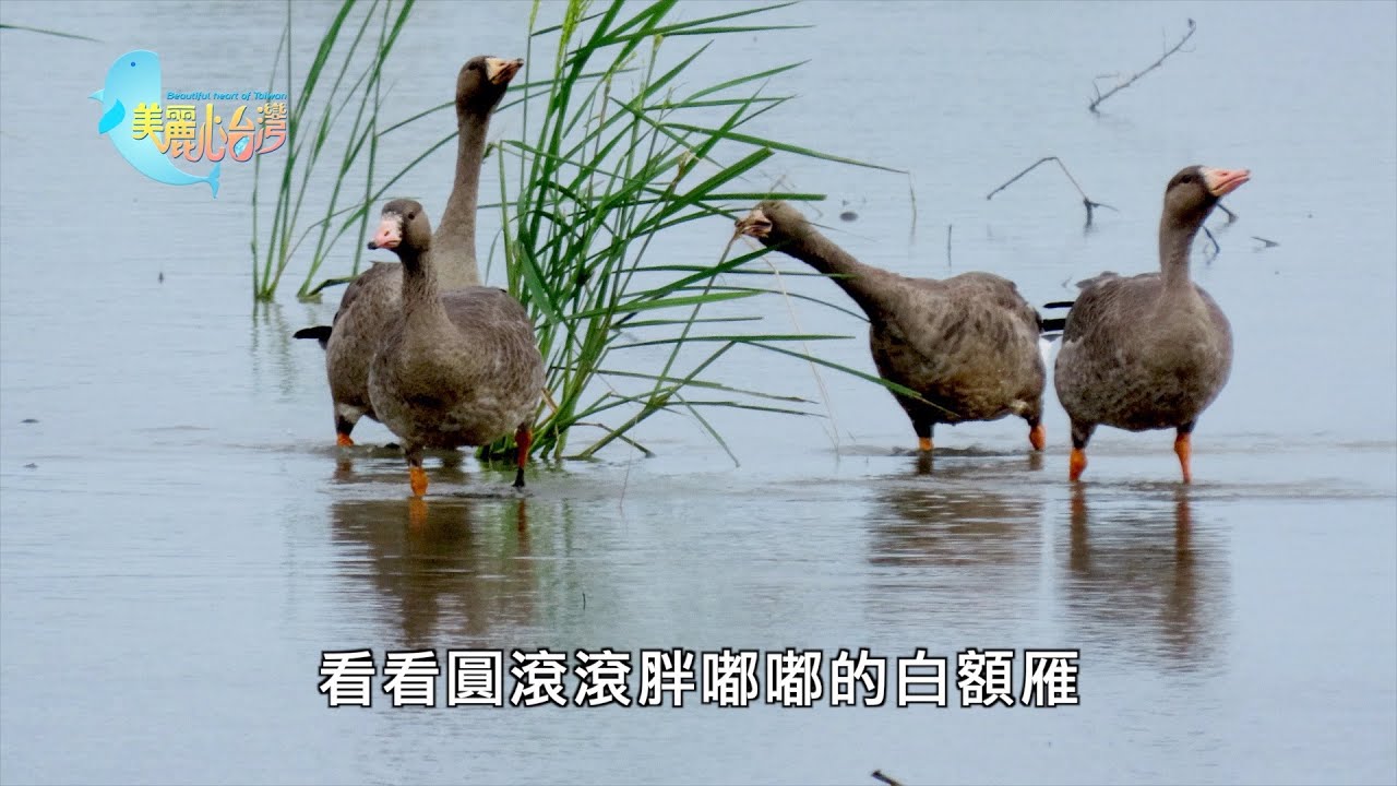 【宜蘭】冬候鳥 蘭陽平原上的精采鳥事｜環境保護｜403｜#美麗心台灣