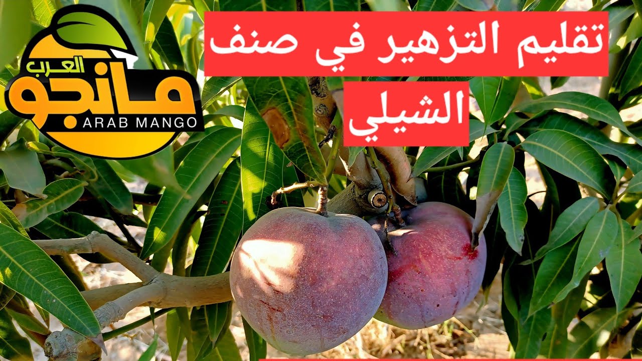 تفاح المانجا | مسافة الزراعة | زيادة التزهير في المانجو | تقليم الإزهار في صنف الشيلي | مانجو العرب