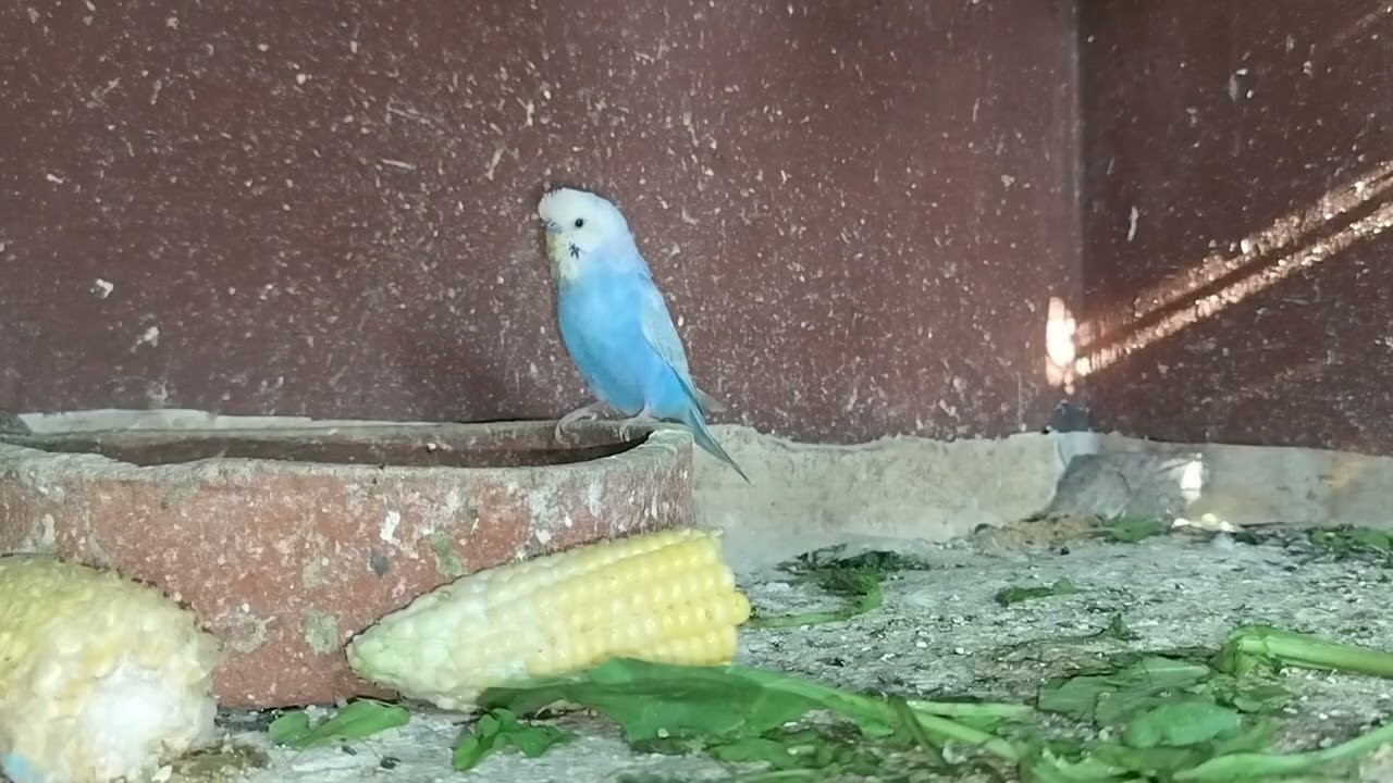 Love birds playing