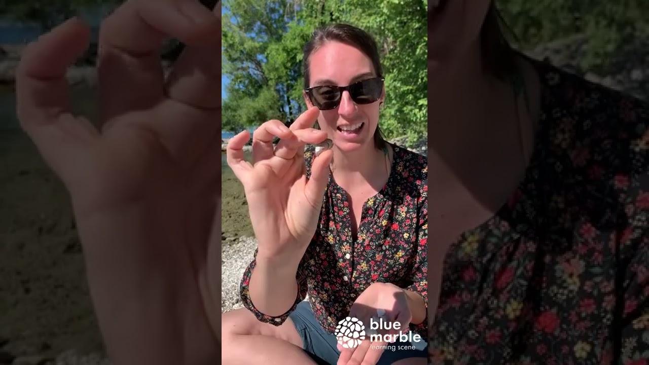 Ever wonder about zebra muscles