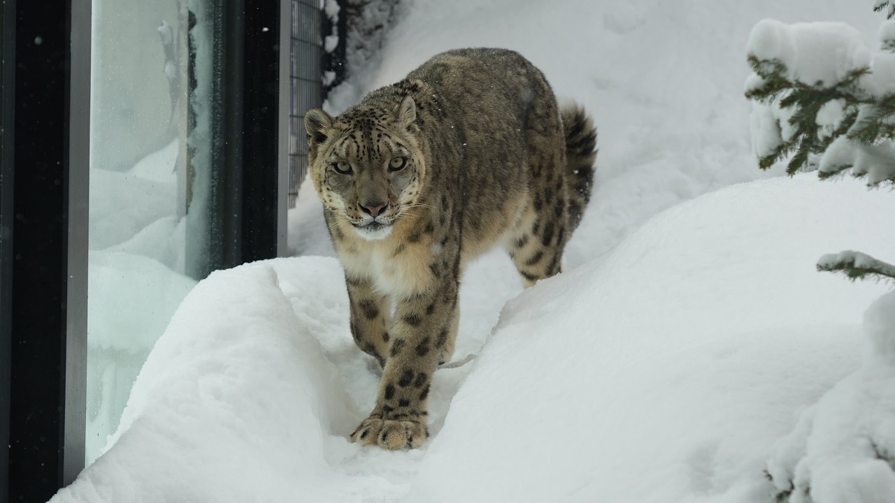 フワッと無重力感が好きです（円山動物園　ユキヒョウのフブキ） #snowleopard #bigcat