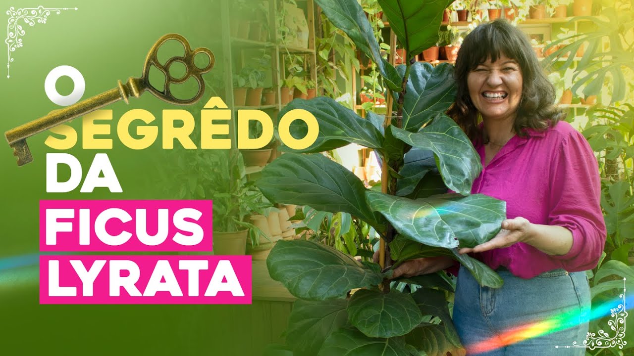 O SEGREDO para ter UMA FICUS LYRATA LINDA e SAUDÁVEL