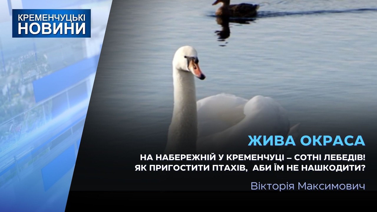 Десятки шляхетних лебедів цьогоріч обрали акваторію Дніпра в парку Придніпровський для відпочинку