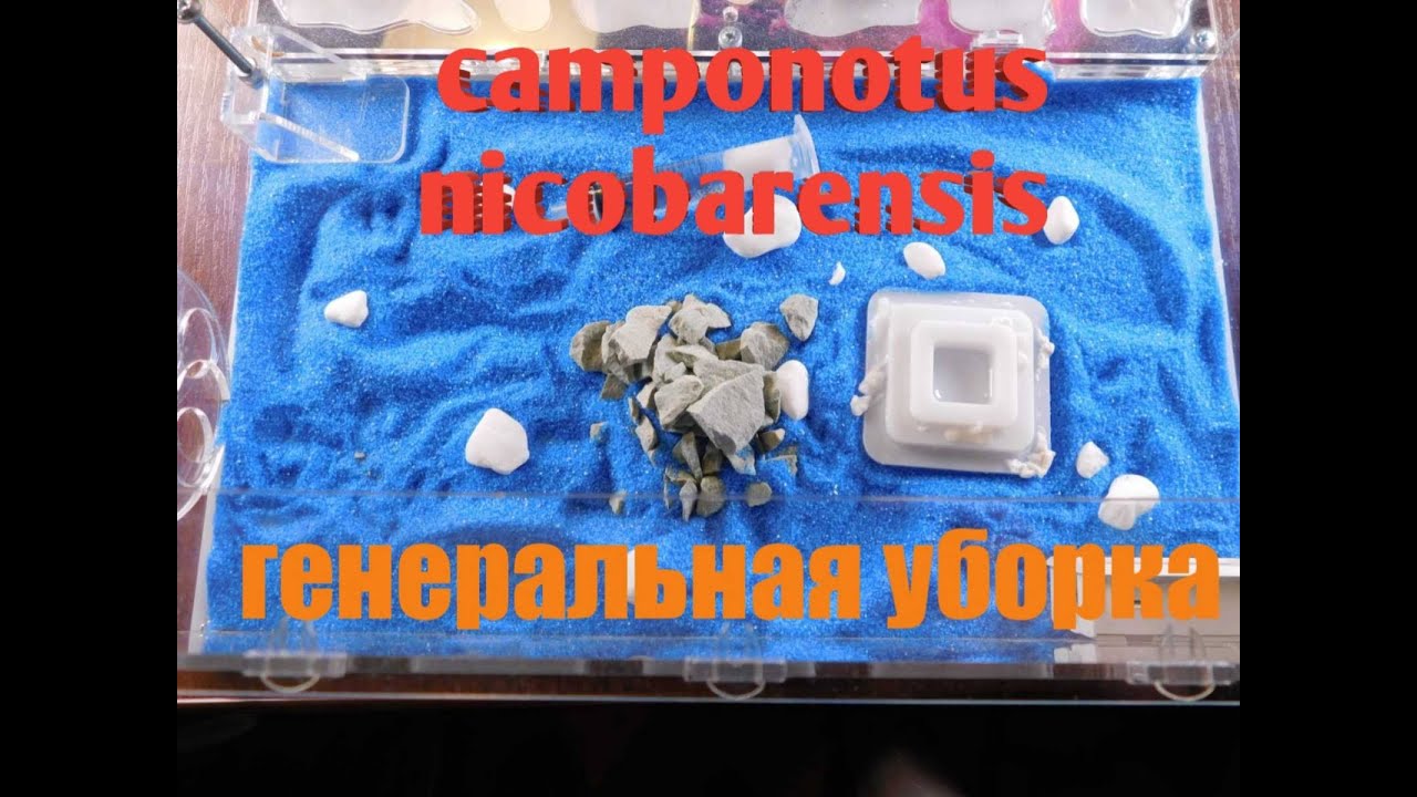 Лучшие экзоты для новичка|Camponotus niсobarensis|Уход и содержание