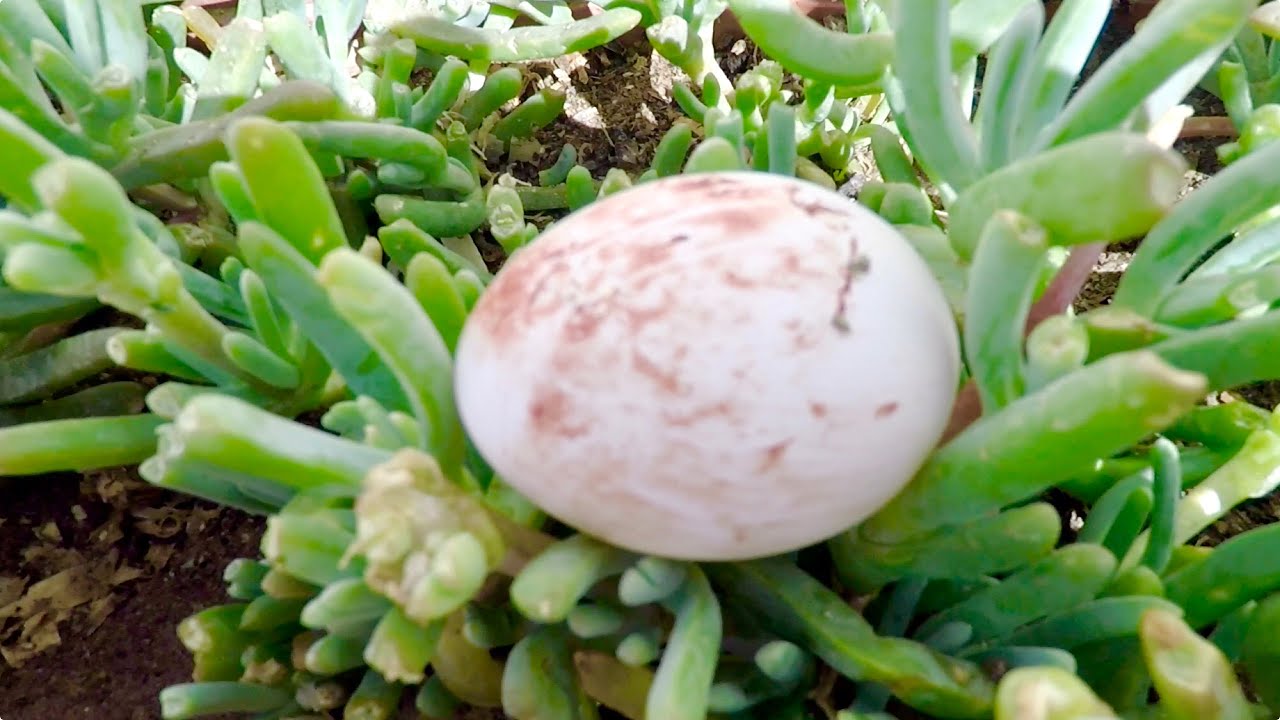 الدجاجة الأم بدات كتبيض🐔🥚… طريقتي في العناية بالكتاكيت… تربية الدجاج البلدي.