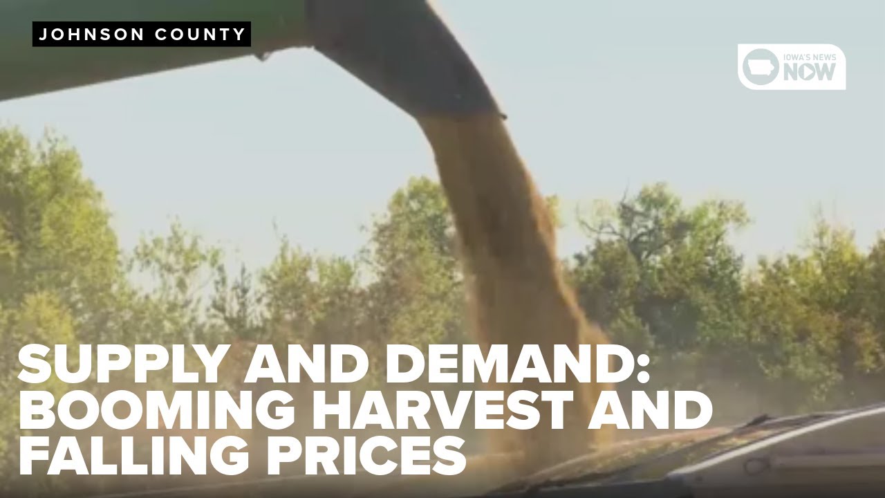 Supply and demand: prices dropping after booming corn harvest