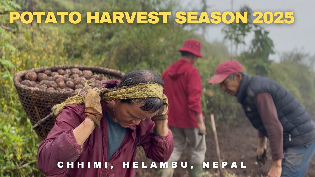 How Potatoes Are Harvested in The Mountain Village | Traditional Harvest Process | Chhimi🇳🇵