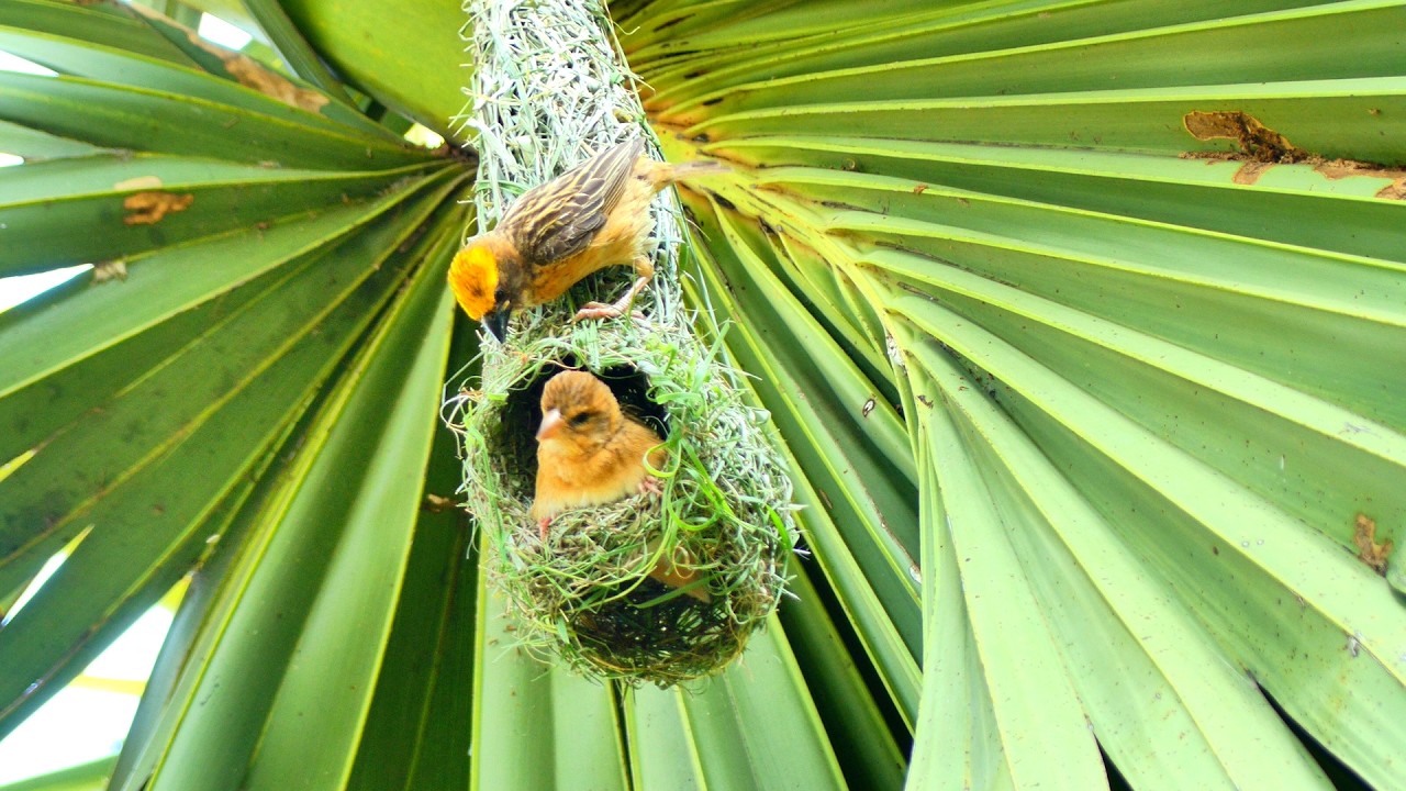 Male Golden Bird Build Nest To Attract Female Come To Reproduce With Him