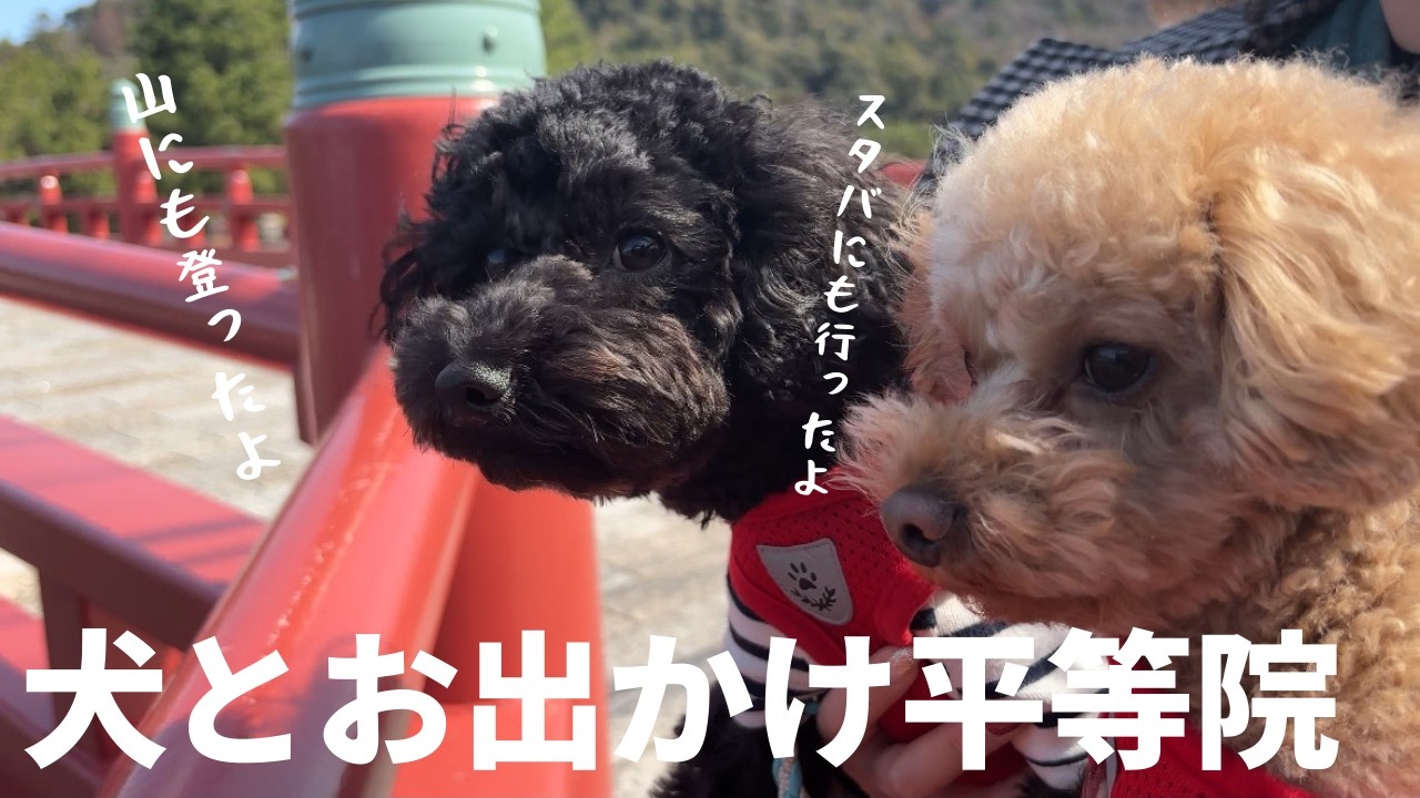 犬とお出かけ京都の平等院へ行ってきました