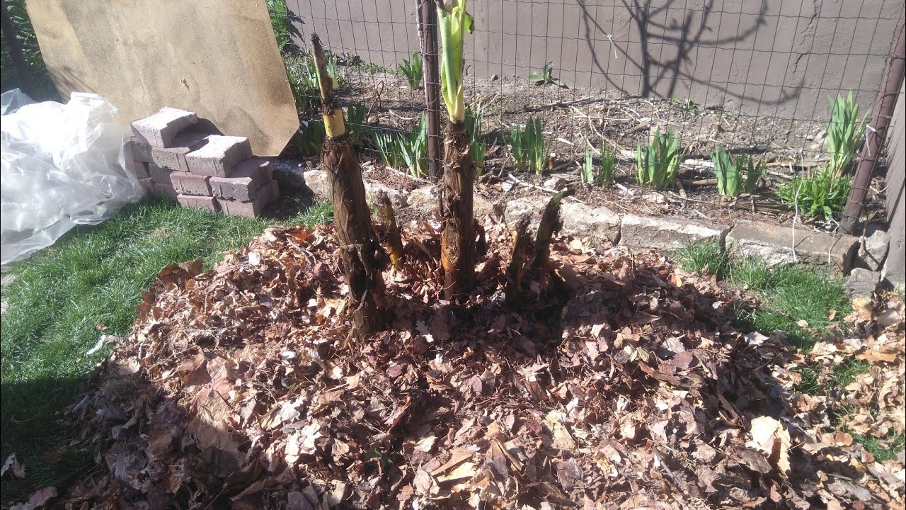 (191) Bananowiec musa basjoo po zimie w budce foliowej wypełnionej liśćmi 🍌😉
