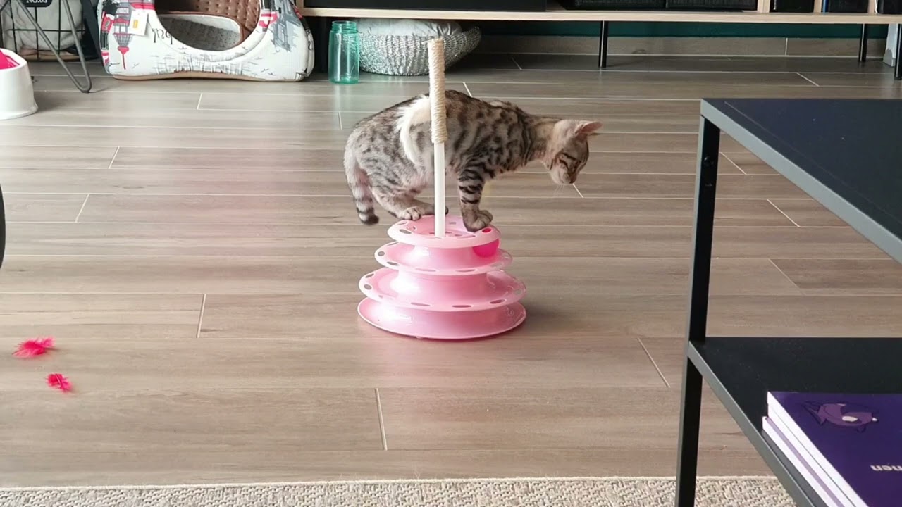 #Bengaal kedi 