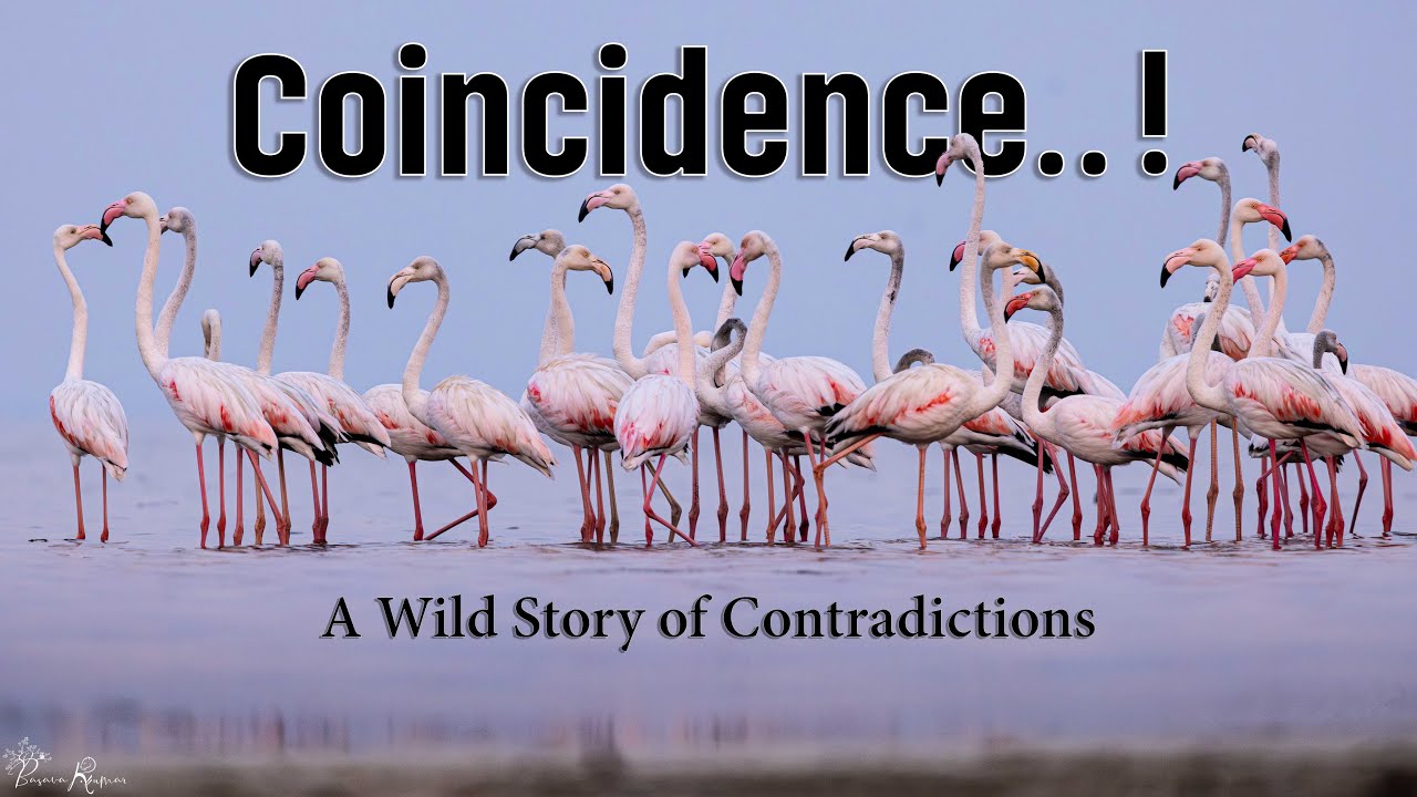 Coincidence - A Wild Story of Contradiction | A short film |