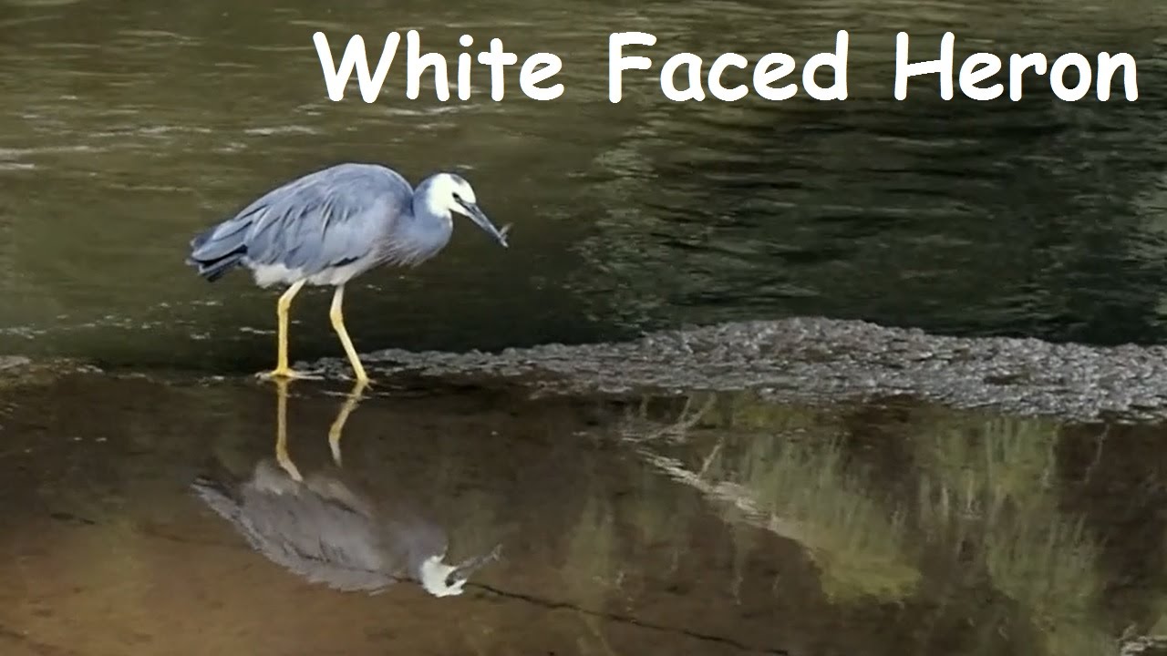 White-faced heron - White-fronted heron - Grey heron - Blue crane | Short Documentary