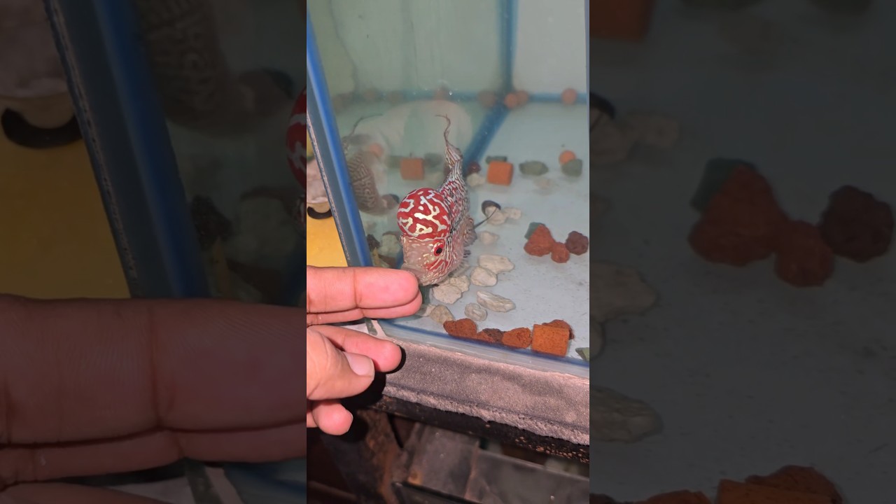 White Dragon KML! High Price! #flowerhorn #aquarium #fish