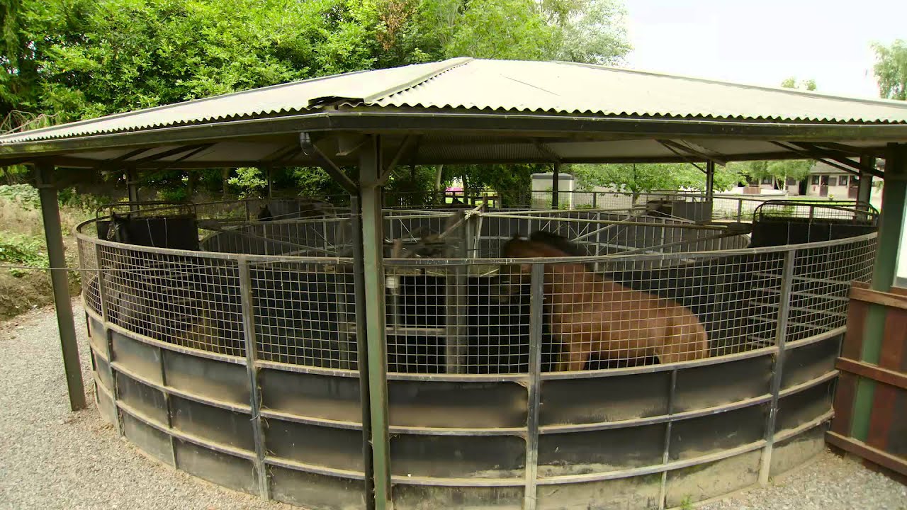 Yearling Sales preparation with Baroda and Colbinstown Stud