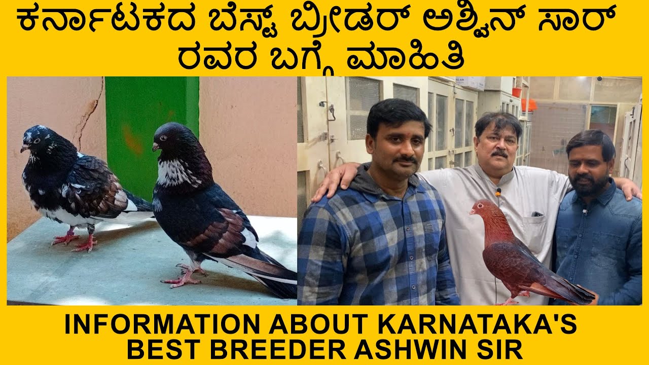 ಕರ್ನಾಟಕದ ಬೆಸ್ಟ್ ಬ್ರೀಡರ್ ಅಶ್ವಿನ್ ಸಾರ್ ರವರ ಬಗ್ಗೆ ಮಾಹಿತಿ | Karnataka's best breeder ashwin sir