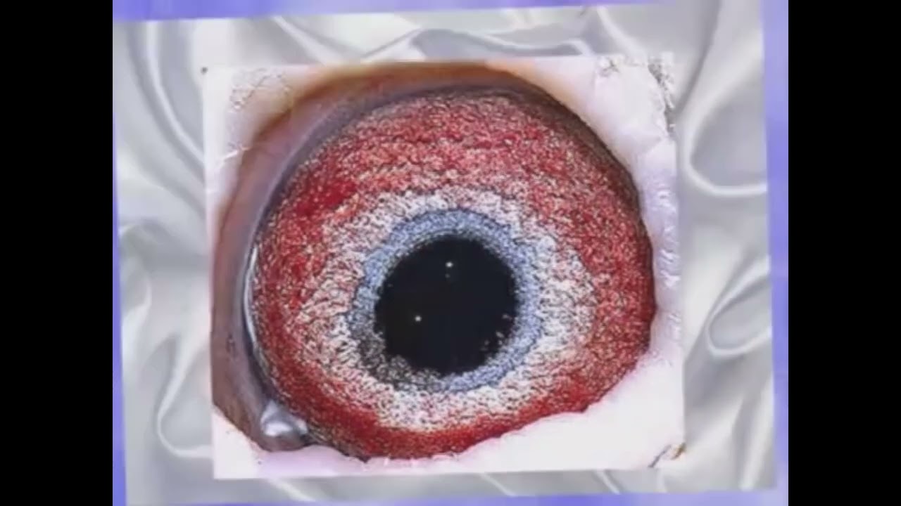 The Importance of eyesign how to read a pigeons eyes part 4