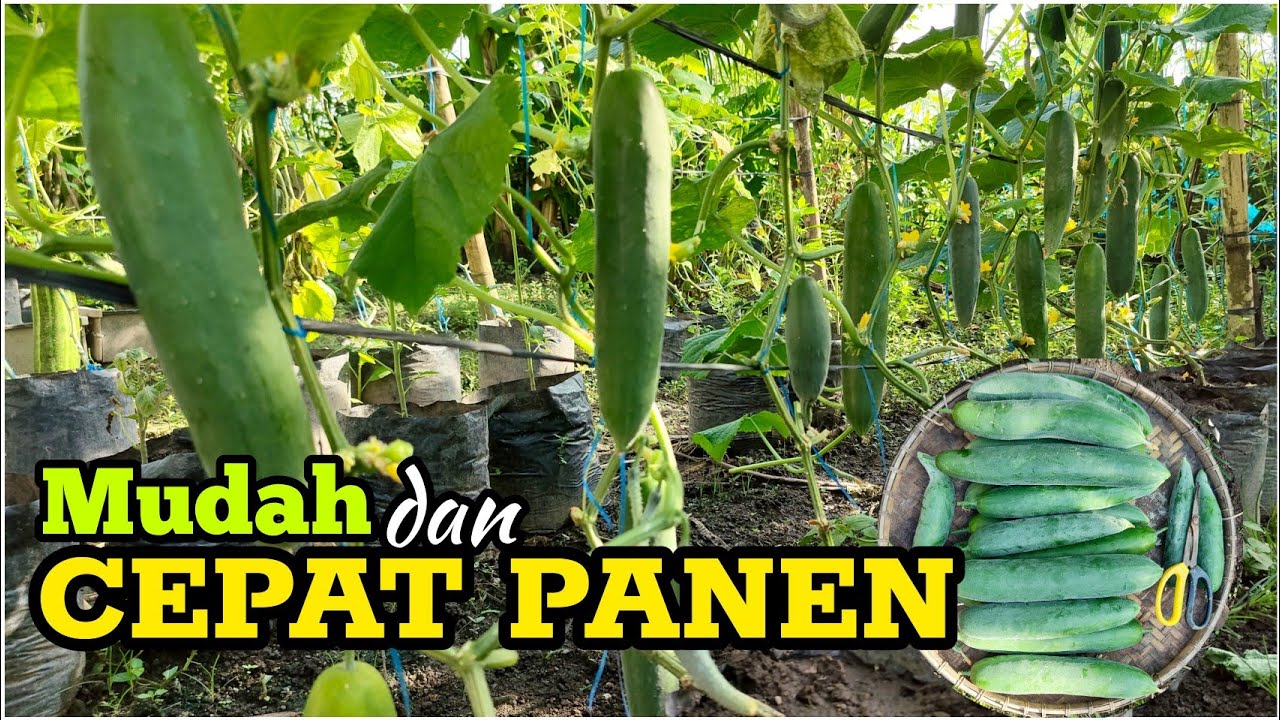 Cara Mudah Menanam Timun Jepang dari Biji Hingga Panen di Polybag