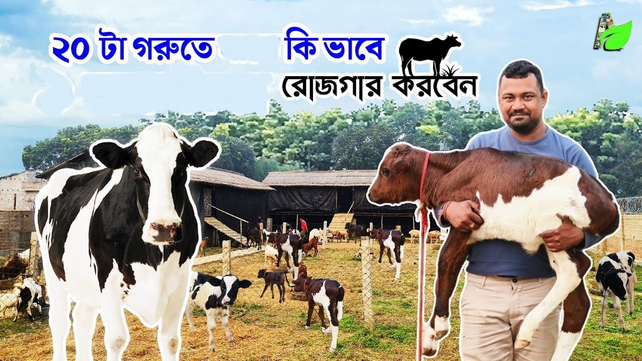মাত্র ২০টা গরুতে  কি ভাবে খামার করবেন ?  Cow Farming | Dairy Farm |