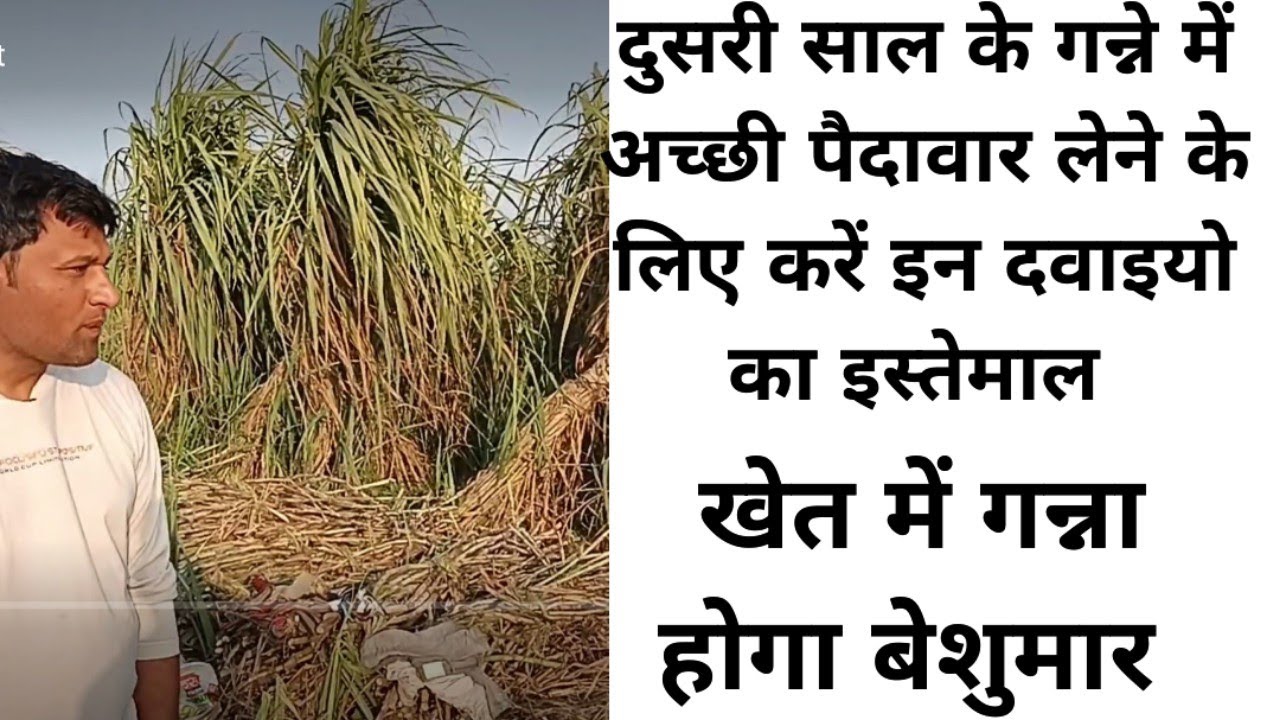 पेड़ी गन्ना में करें इन दवाइयो का इस्तेमाल आपके खेत में गन्ना होगा भरपूर
