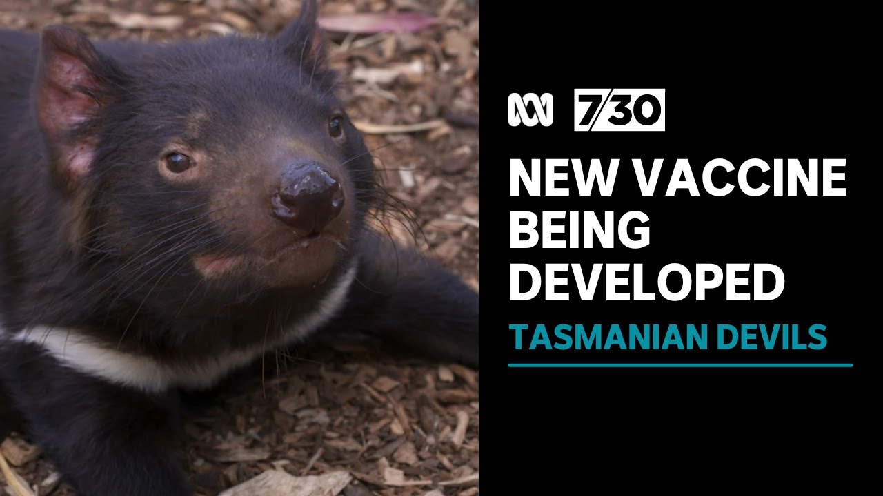 Hopes for new vaccine for Tasmanian Devil facial cancer | 7.30