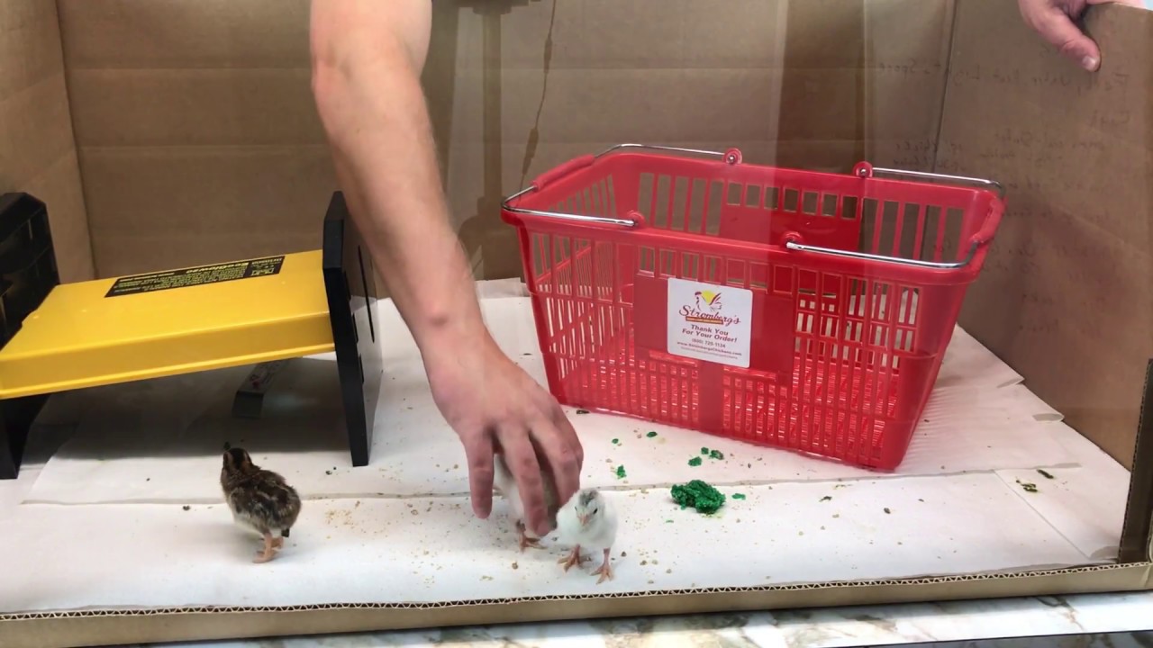 Baby Chick Pasty Butt ID and Treatment