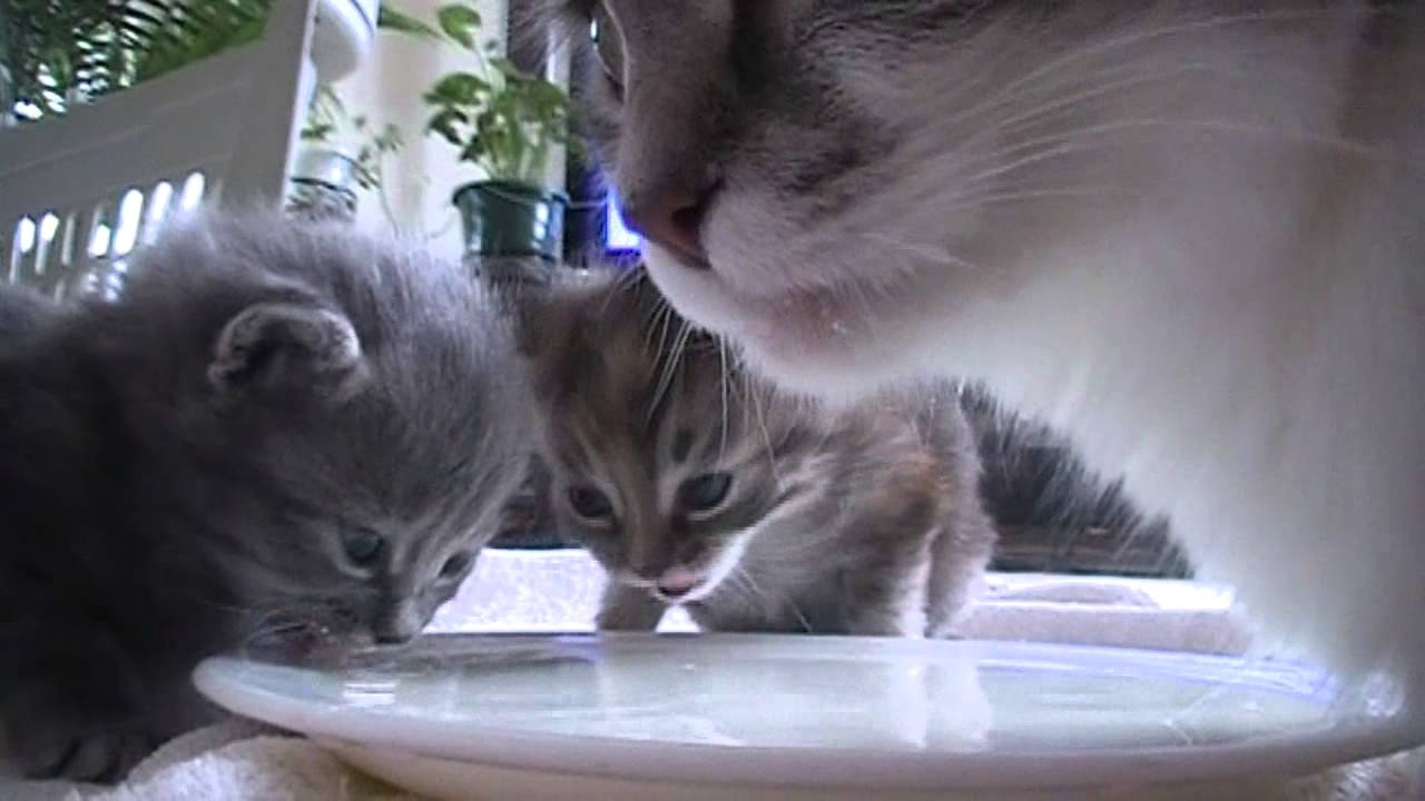 kittens drinking milk for the fist time