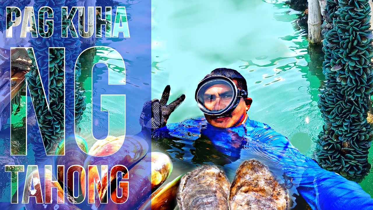 HOW TO HARVEST MUSSELS & OYSTER? ||   Mussels and Oyster Farming & Harvesting || ANDA PANGASINAN