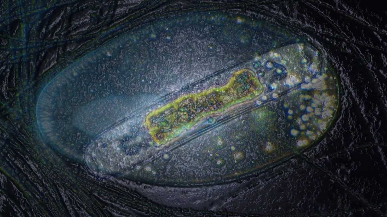 Amazing Microscopic HD Video! A Few Still Photomicrographs