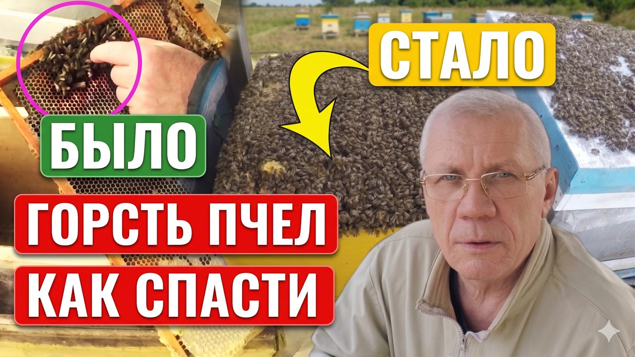 Слабые семьи. Матка и горсть пчел. Как спасти пчел?
