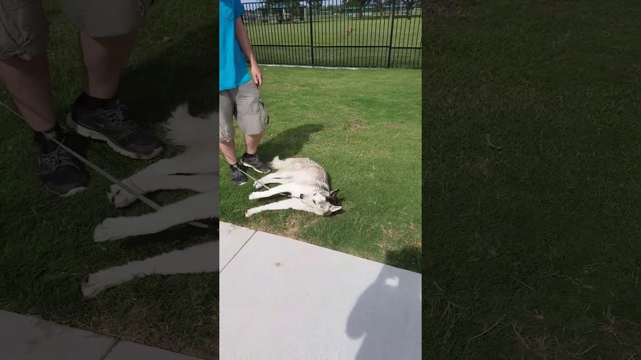 Dakota throwing another tantrum leaving the dog park...