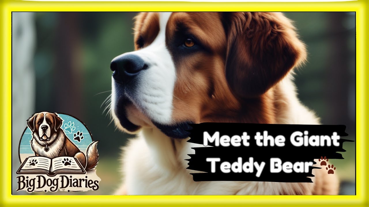 In Less Than 90 Seconds: Why Saint Bernards Are the Ultimate Love Bugs 🐾