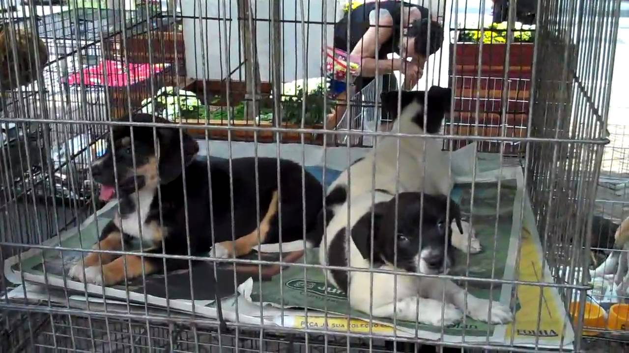 Adoção de Cães e Gatos na avenida Paulista